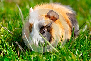 The guinea pig sits on the grass in the garden