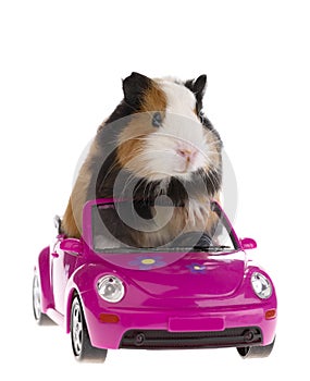 Guinea pig sitting in a car