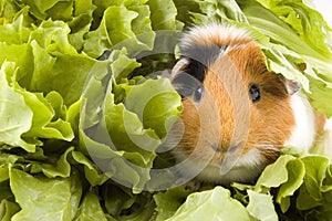 Guinea pig is sitting between endive leafs