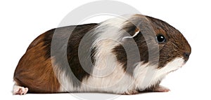 Guinea pig sitting in front of white background