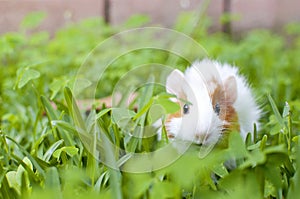 The guinea pig is sitting in the green grass