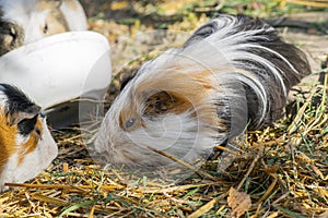 Guinea pig sitting outdoors in summer