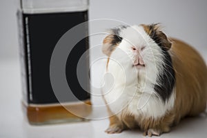 Guinea pig sitting on the table