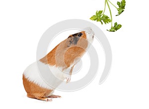 Guinea-pig is smelling verdure