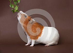 Guinea-pig is smelling verdure