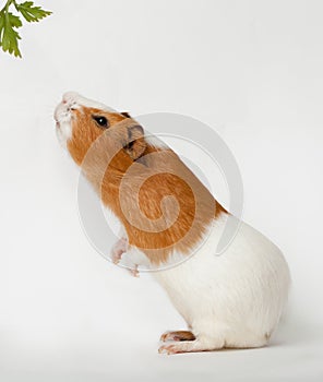Guinea-pig is smelling verdure standing on back foots