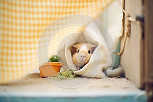 guinea pig squeaking from within a hideout