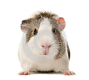 Guinea pig standing ,