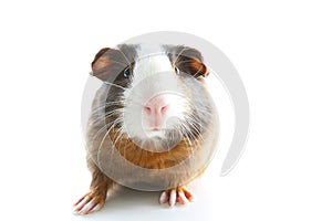 Guinea pig on studio white background. Isolated white pet photo. Sheltie peruvian pigs with symmetric pattern. Domestic guinea pig