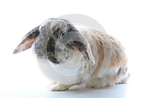 Guinea pig on studio white background. white pet photo. Sheltie peruvian pigs with symmetric pattern. Domestic guinea pig