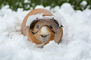 guinea pig with tiny ski glasses on fluffy snow