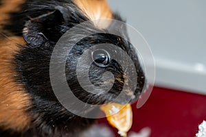 Guinea pig using front incisors to eat a tasty treat of an orange in held by hand.