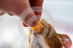 Guinea pig using front incisors to eat a tasty treat of an orange in held by hand.