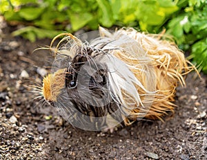 Guinea Pig In A Vegetable Garden With Wet Fur