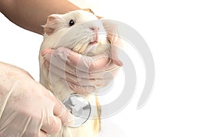 Guinea pig at the vet. Treatment of white guinea pig