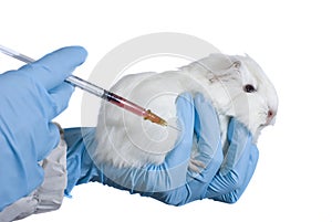 Guinea pig in veterinary hand and syringe isolated