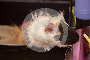 Guinea pig waiting for meal