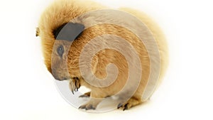 Guinea pig washes on a white background