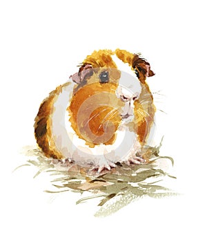 Guinea Pig Watercolor Pets Animals Illustration Hand Painted photo