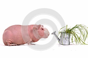 Guinea Pig and a Watering Pot with Grass