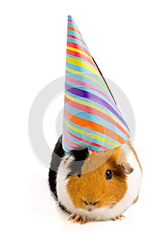 Guinea pig wearing party hat