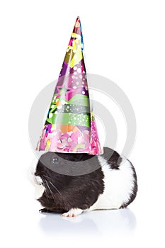 Guinea pig wearing a party hat