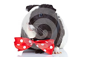 Guinea pig wearing a red bow tie