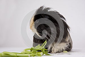 Guinea pig on white