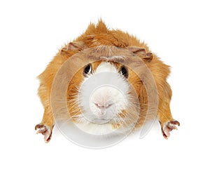 Guinea pig on a white background