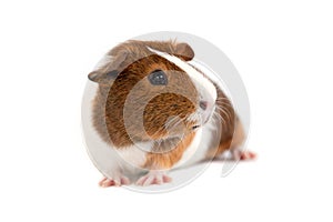 Guinea Pig on a white background