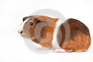 Guinea Pig on a white background