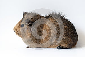 Guinea pig on white background