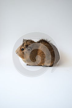 Guinea pig on white background