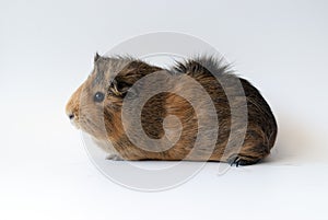 Guinea pig on white background