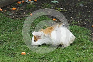 Guinea pig white with red spots on the grass