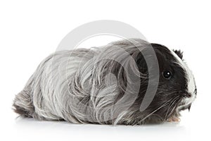 Guinea pig on white in studio