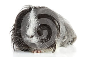 Guinea pig on white in studio