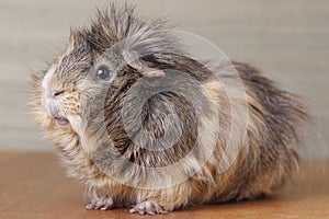 Guinea pig on wood 1