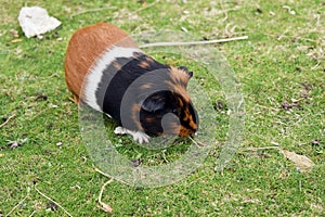 Guinea pig, at the zoo.