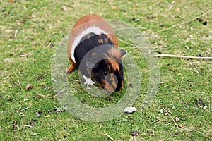 Guinea pig, at the zoo.