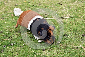 Guinea pig, at the zoo. photo