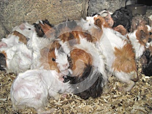 Guinea Pigs