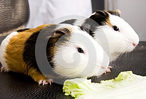 Guinea pigs