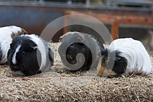 Guinea pigs