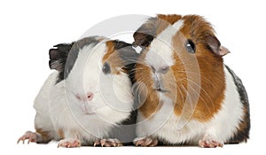 Guinea pigs, 3 years old, lying photo