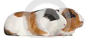 Guinea pigs, 3 years old, lying