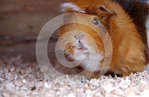 Guinea pigs