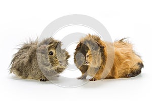 Guinea pigs