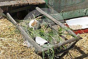 Guinea pigs