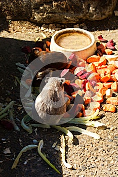 Guinea pigs